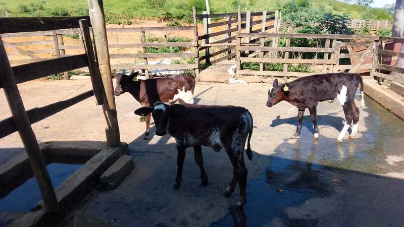 Prefeitura de Piau segue fortalecendo o Programa Municipal de Inseminação Artificial